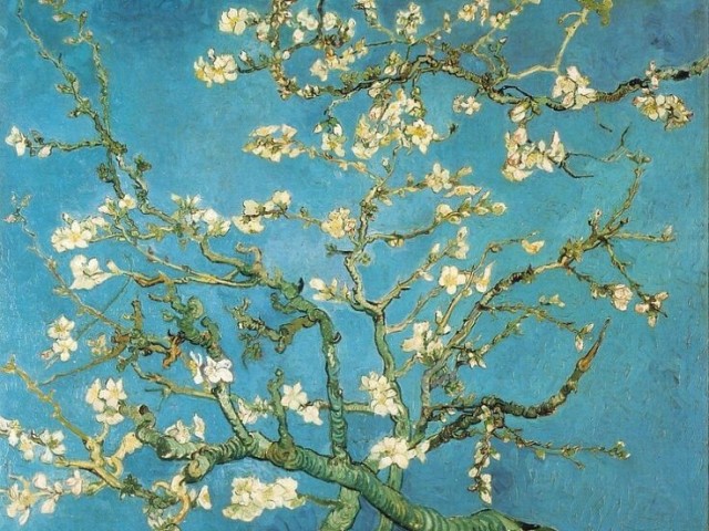 blossoming almond tree