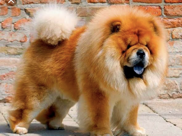 Chow-chow