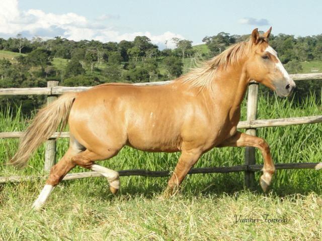 Cavalo