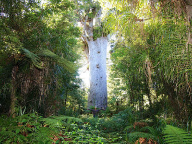 Floresta (Pânico)