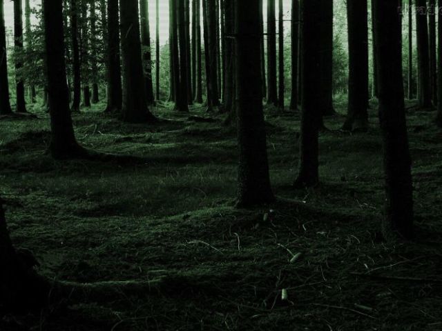 Floresta sombria(Slederman)