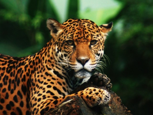 Tigre