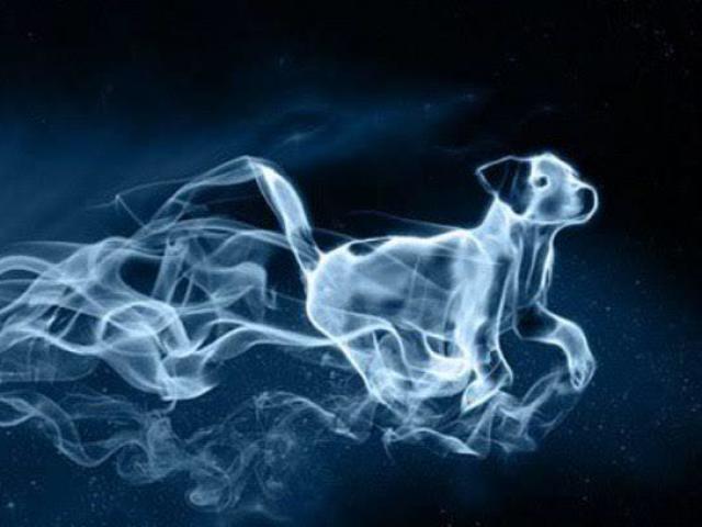 Cachorro