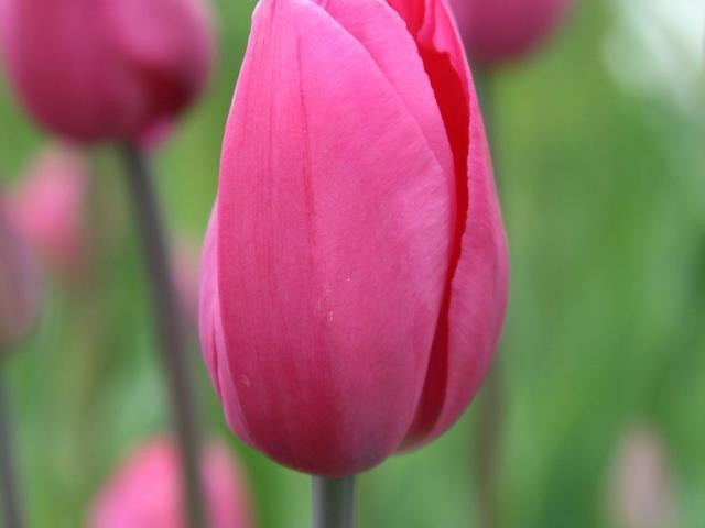 Tulipa.