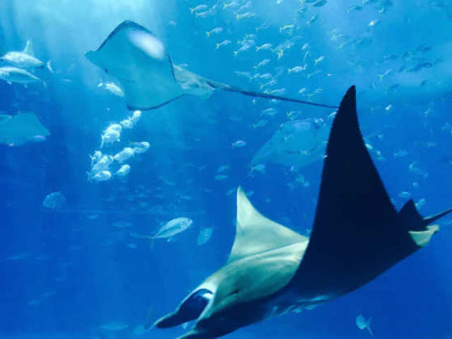 Teste sobre os animais marinhos