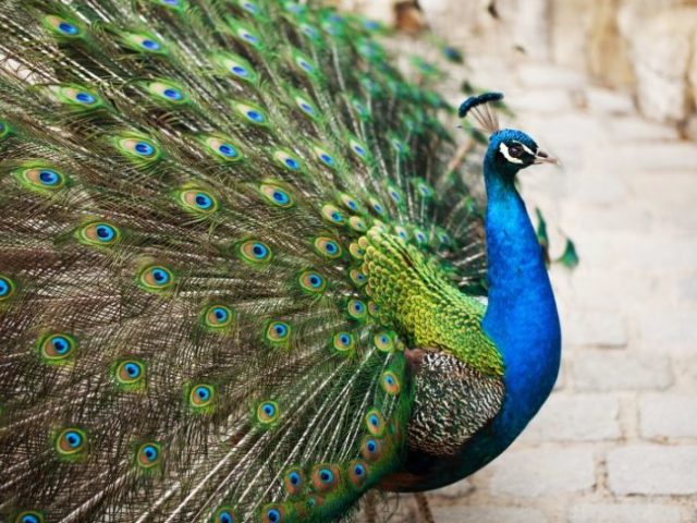 Cabra, Pavão, Galinha ou Arara.