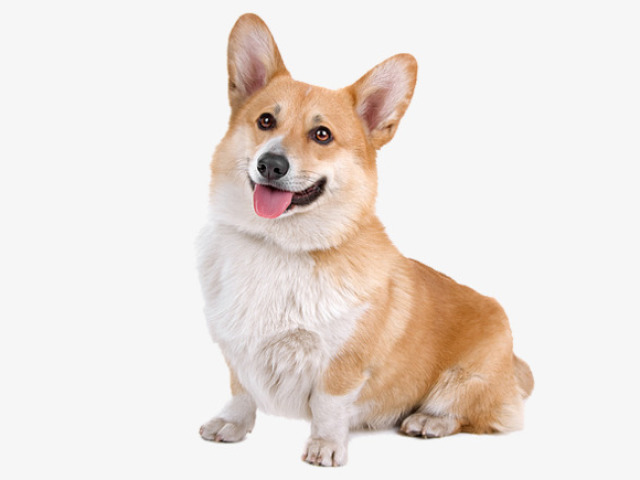 Corgi