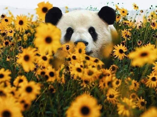Qual é o nome do animal?