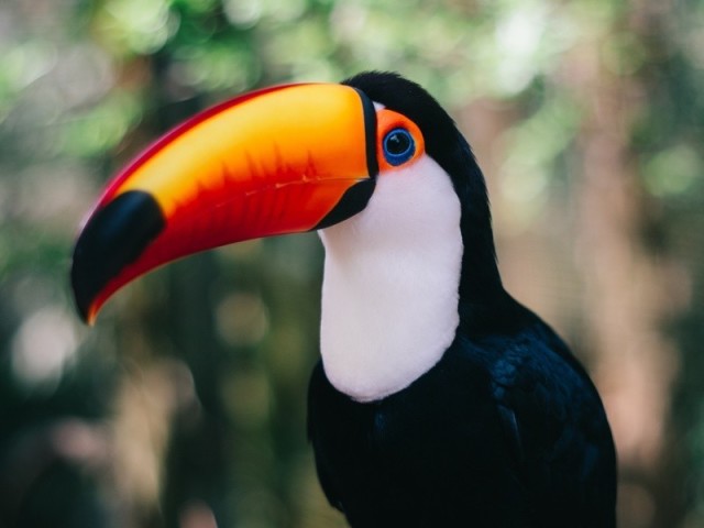 Tucano