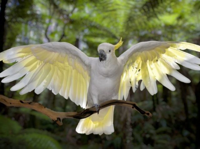 Cacatua
