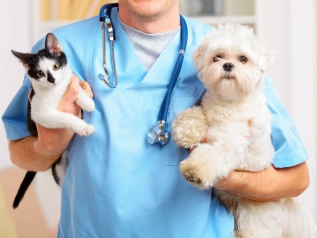 Veterinário(a)