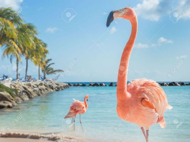 Flamingo.