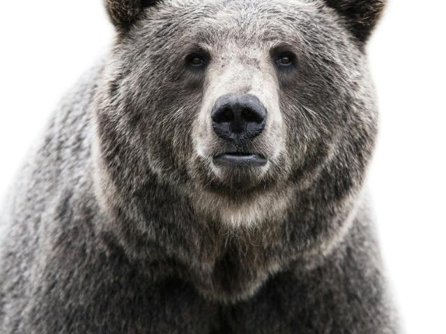 Você sabe tudo sobre animais?