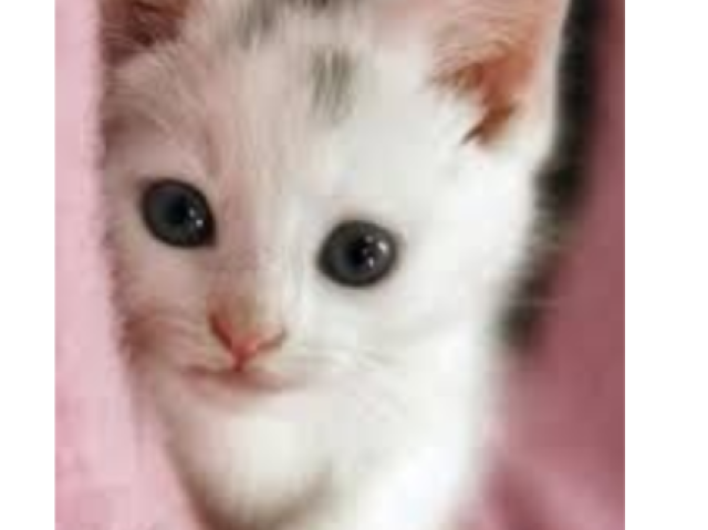Gato