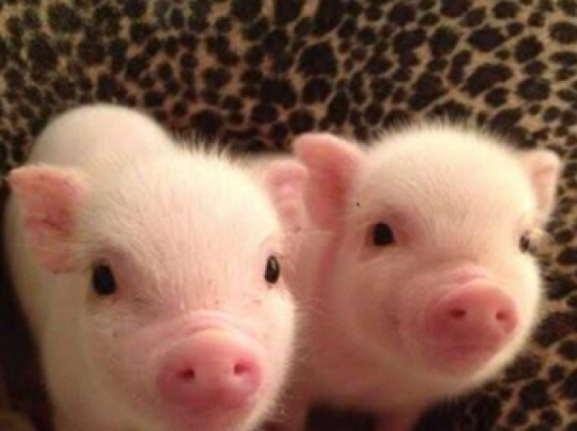 Mini pig