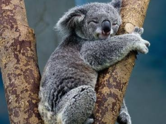 Coala