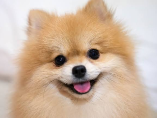 Cachorro