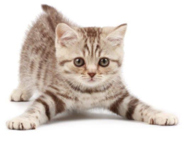 Gato