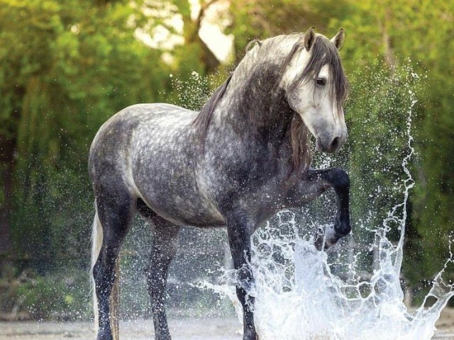 Parabéns! você realmente ama cavalos!