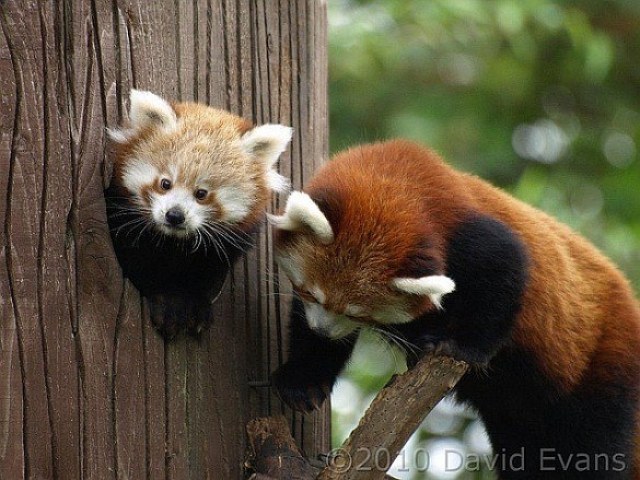 Panda vermelho