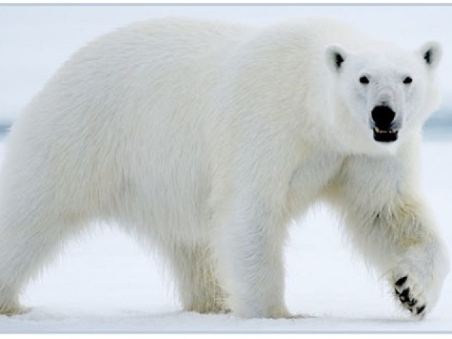 Urso polar