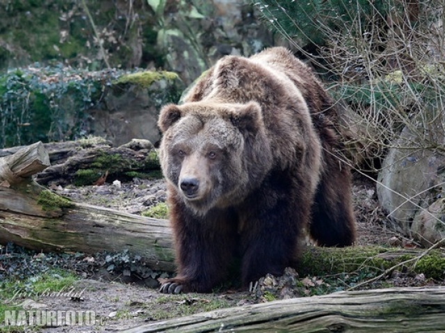 Urso-cinzento