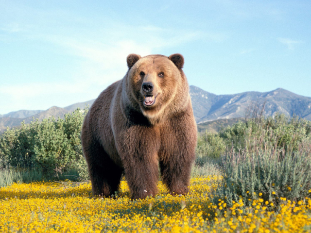 Que tipo de urso você é?