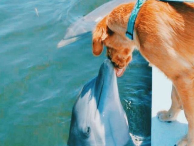 Com qual animal sua personalidade se parece?