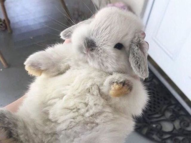 C u e l i n