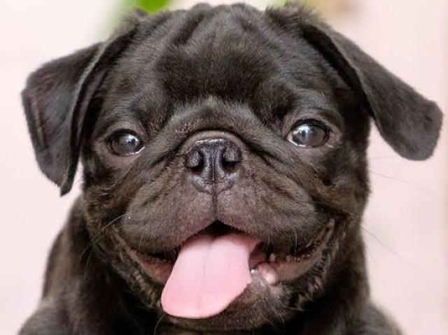 Pug