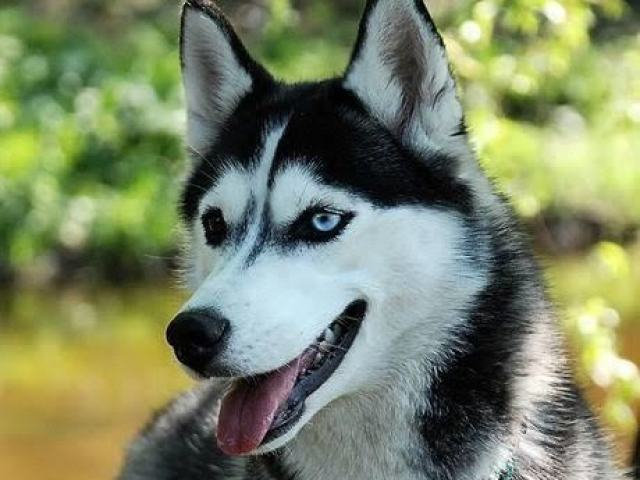 Husky