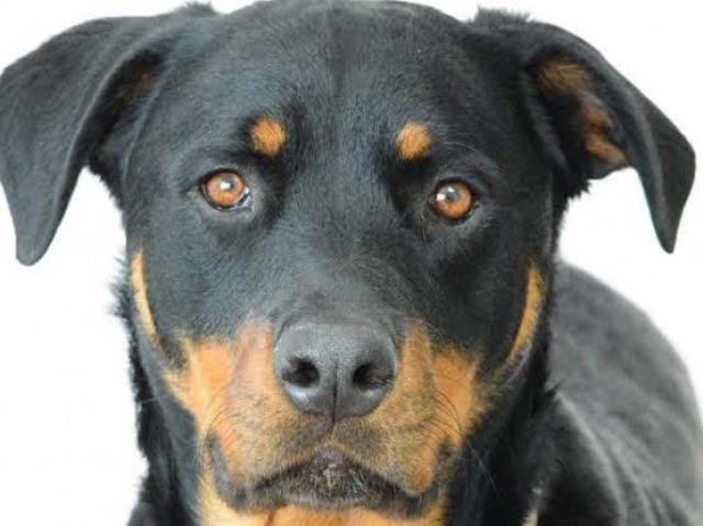 Qual cachorro você seria?
