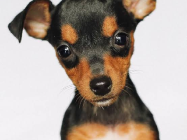 Pinscher