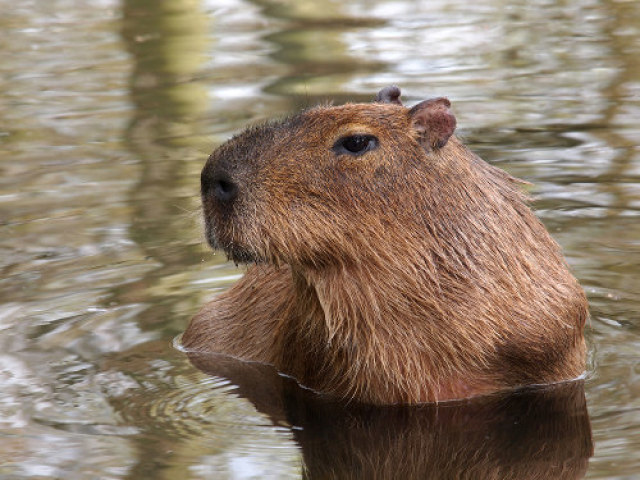 Capivara (Bicho mais gente fina)