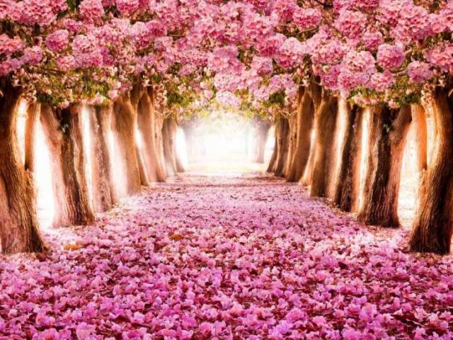 Primavera