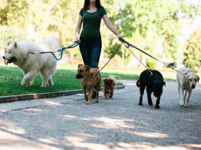 Dog Walker