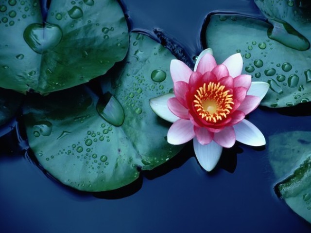Qual flor mais combina com você?