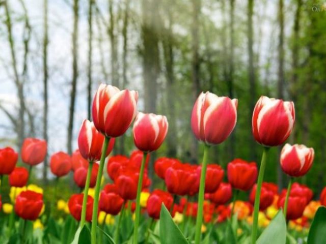 Tulipa