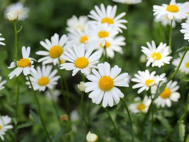 Margarida