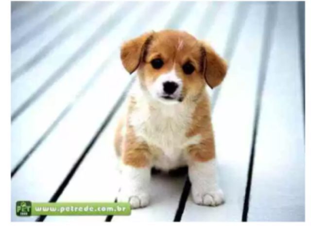 Um cachorrinho q vc tinha visto no pet shop
E te pede em namoro:
Esse é nosso filho!!! Seja minha!