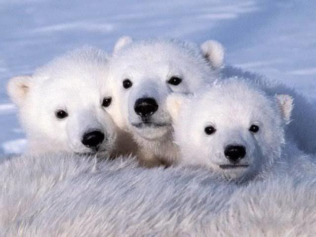 Urso polar