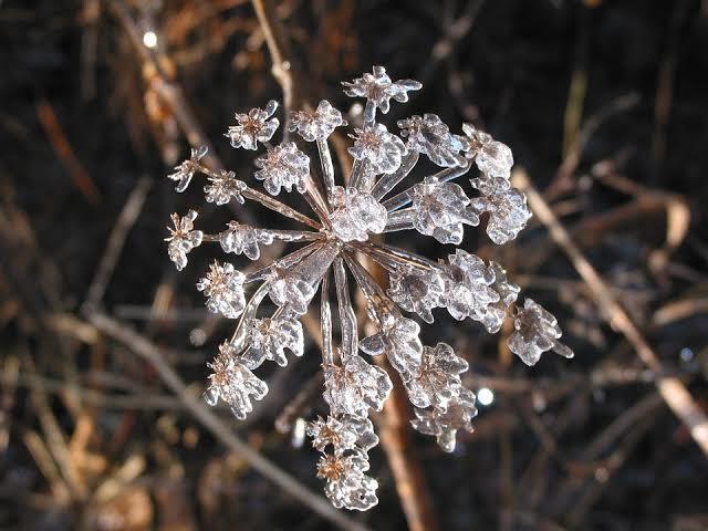 Flor de Gelo