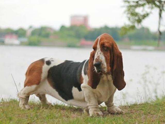 Basset