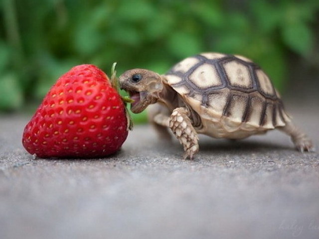 Tartaruga
