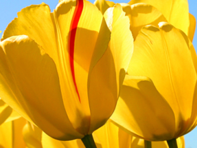 amarelo