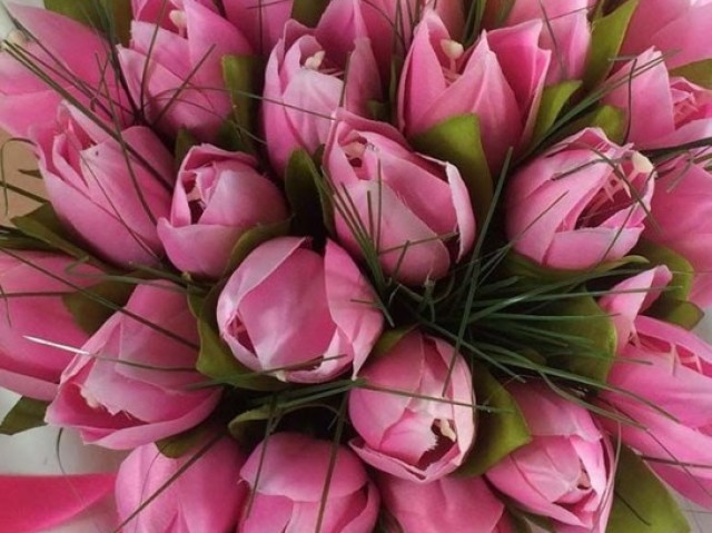 Tulipa