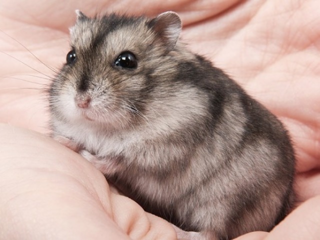 hamster