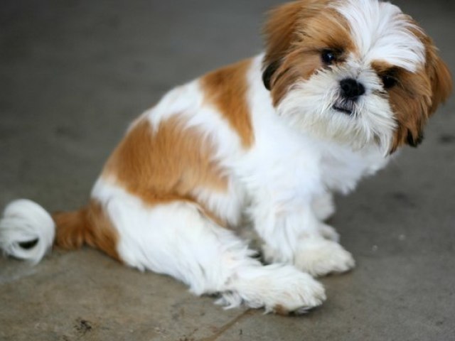 Shi Tzu