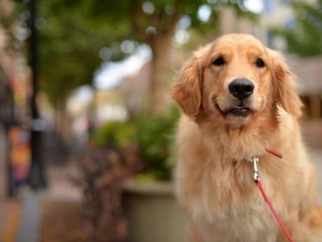 Golden retriever