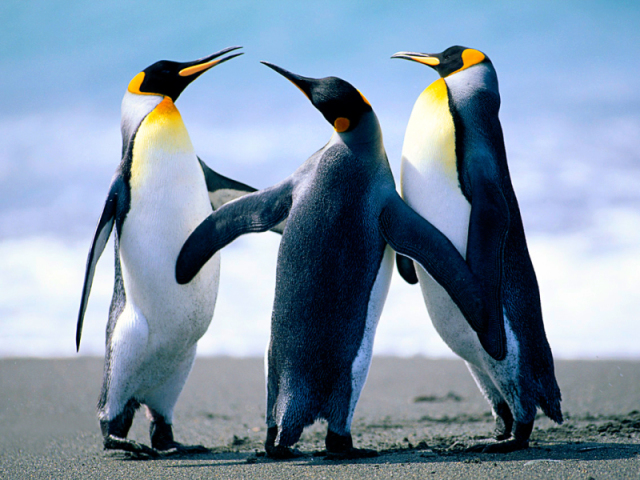 ou voce prefere pinguins